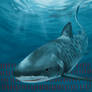 The Western Australia shark cull