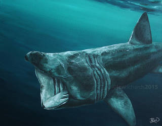 Devon Wildlife: Basking Shark by odontocete