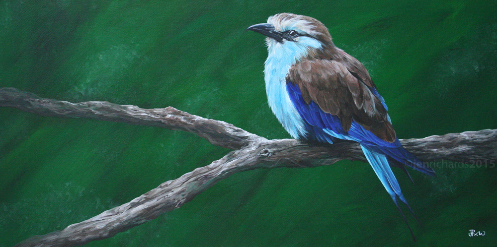 Racket-tailed roller