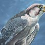Savanna - Lanner falcon