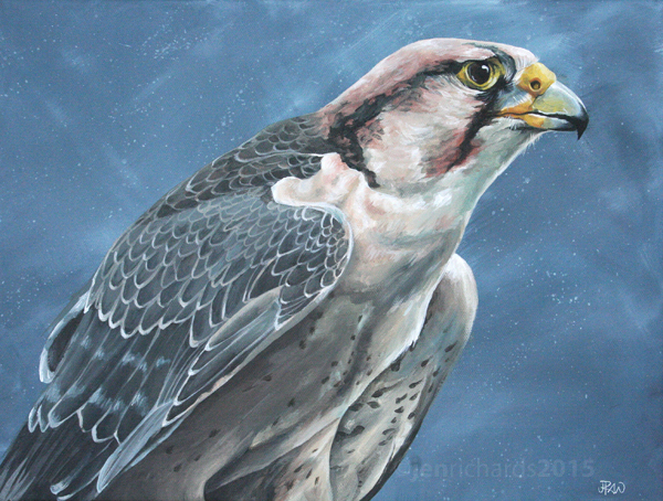 Savanna - Lanner falcon by odontocete