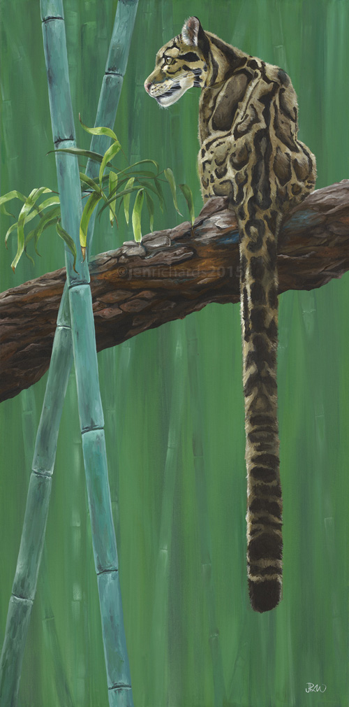 Suhana - Clouded leopard