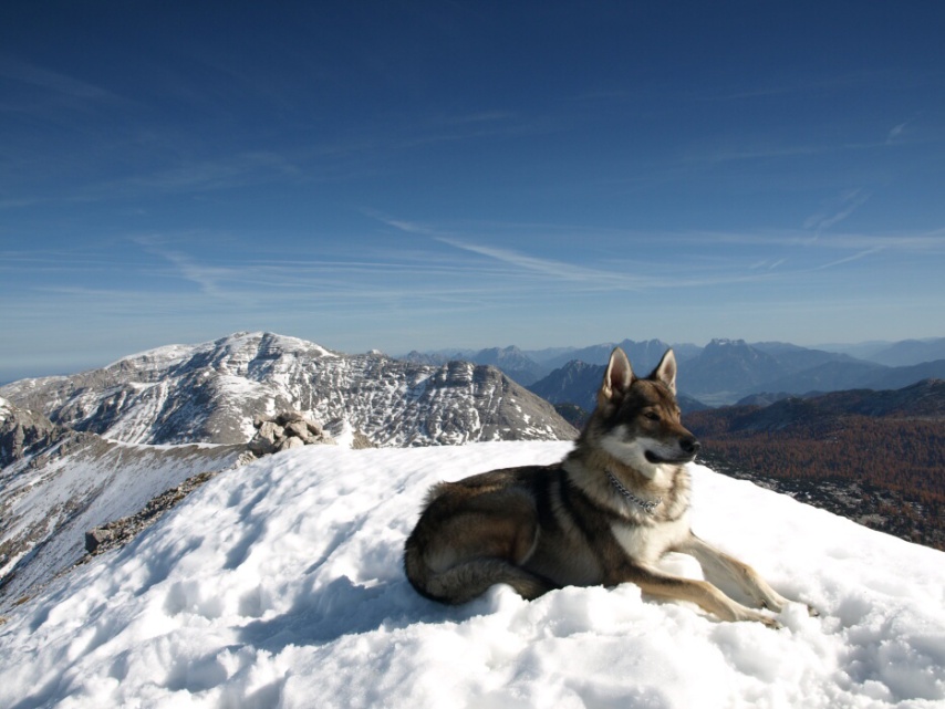 Amir Timur White Snow King