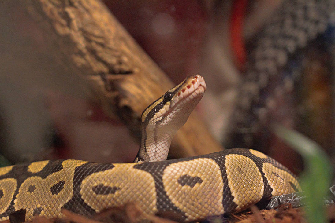 Parascoping Snakes Rudy parascoping by Newt423 on DeviantArt