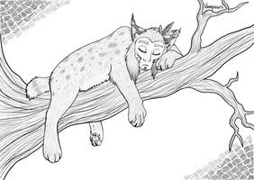 Sleeping lynx