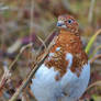 IMG 1564 (399x600) Ptarmigan In Fall Transition