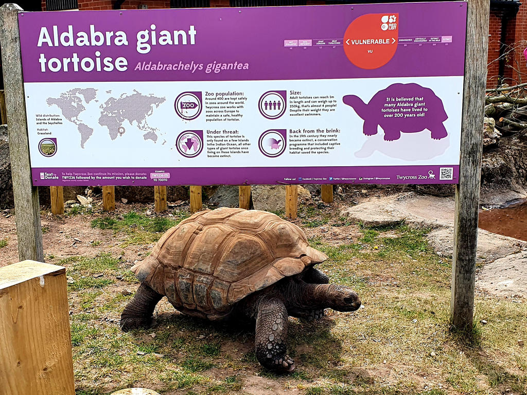 Tortoise Sign by Duckyworth on DeviantArt