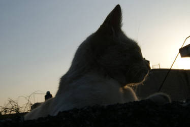 Contra luz Gata con pose