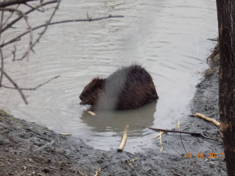 Beaver