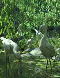 Yellow-billed Spoonbills