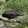 White-browed Guan