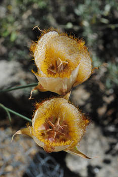 Weed's Mariposa Lily