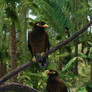 Common Mynas