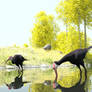 Southern Bald Ibis