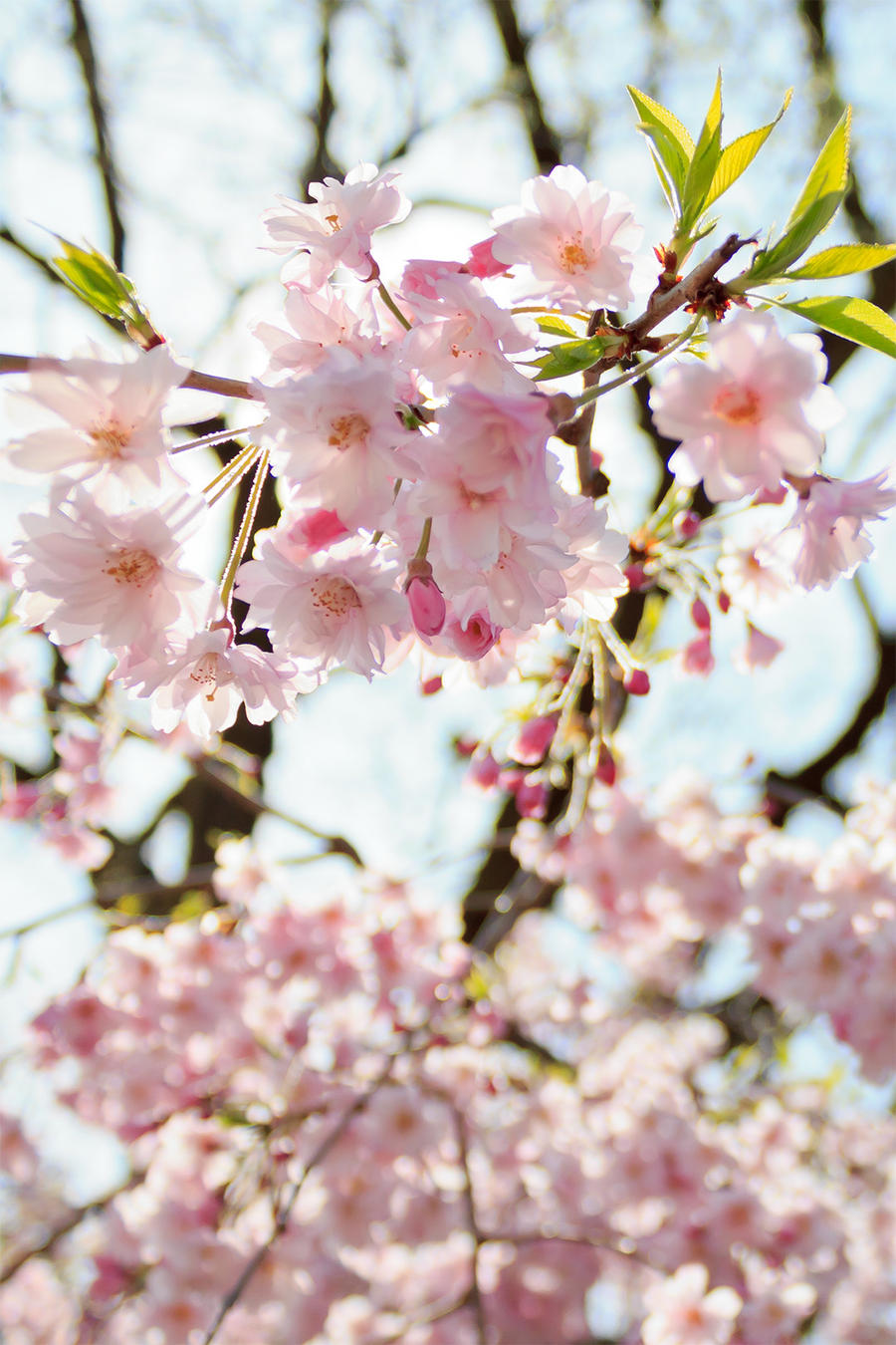 Flowers of Spring