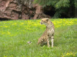 Cheetah In Field by TheLastShadow1990