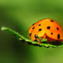 Orange lady bug ..
