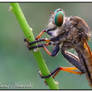 Mr.Robberfly