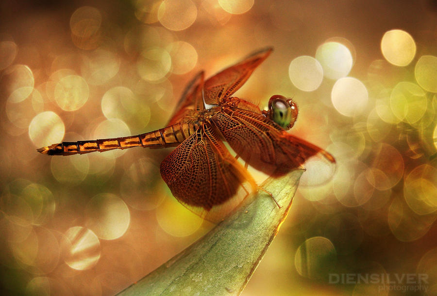 My lovely dragonfly by diensilver