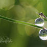 Standing on a dew