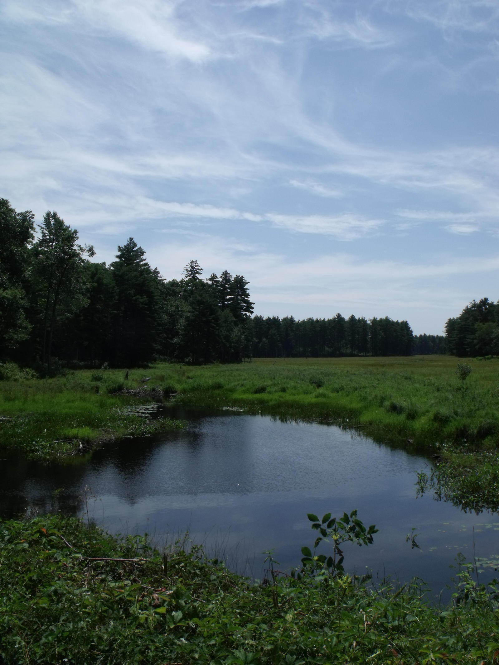 Spring Marsh Spring Marsh by Sunflowerchild15 on DeviantArt