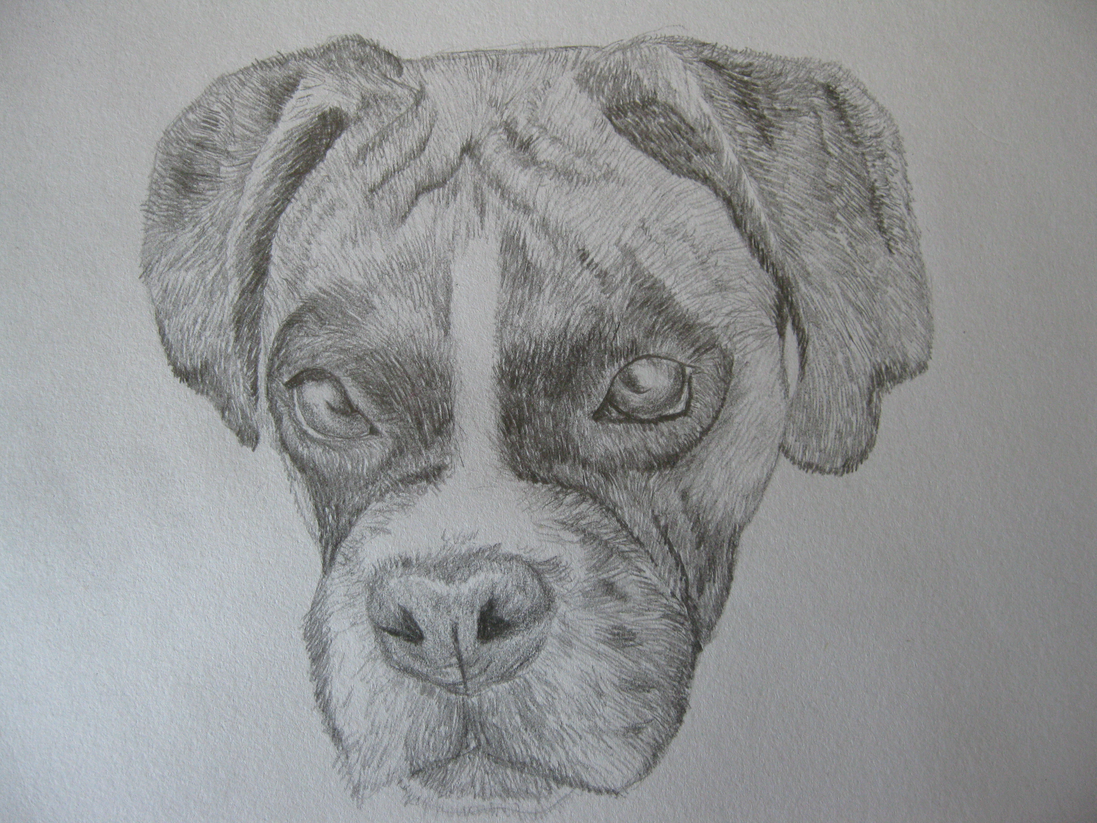 Creative Boxer Dog Pencil Sketch Drawing W D Phillips for Beginner