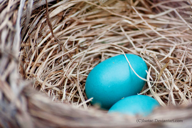 Robin's Egg