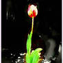 revised tulip