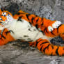HD Wallpaper : Lucky-Tiger Fursuit Photoshoot #05