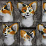 Calico Cat 'Erys' - flash photography version