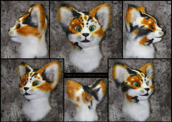 Calico Cat 'Erys' - flash photography version