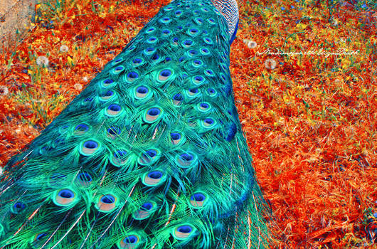 peacock