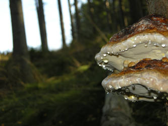 Tree fungus