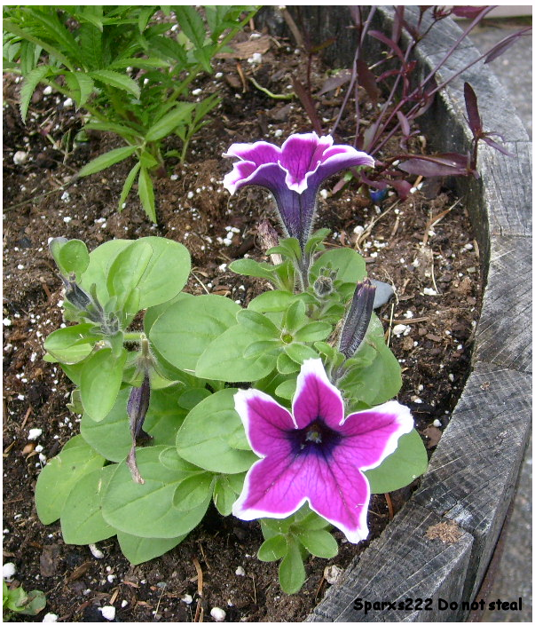 Purple Flower