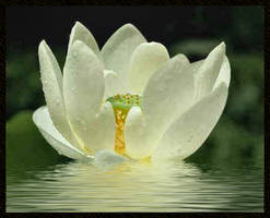 The Lovely Lotus