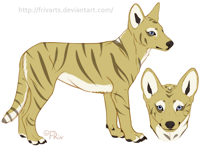 Canis Nudari Wild Pup