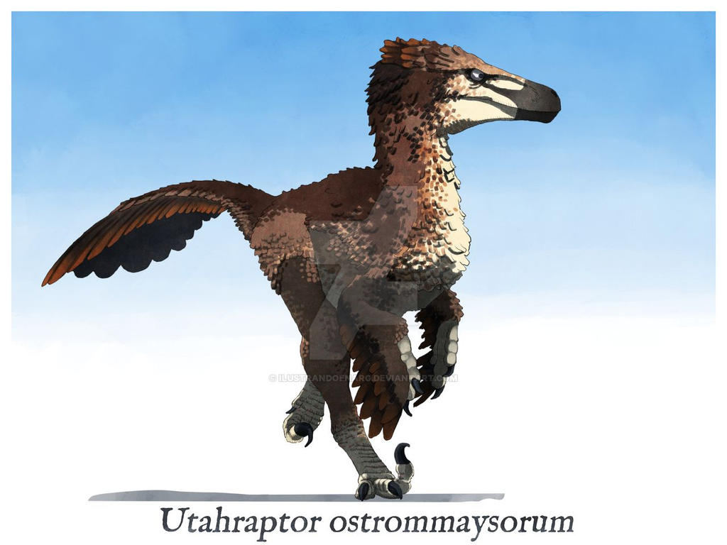 Utah Raptor Pelt Utahraptor ostrommaysorum by IlustrandoEnarg on DeviantArt