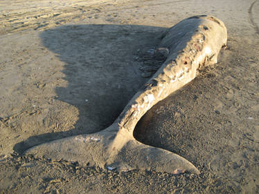 Dead Gray Whale Calf