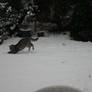 Cat in the snow 3