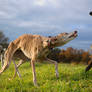 Dancing Galgos...