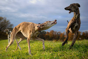 Dancing Galgos...