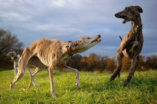 Dancing Galgos...