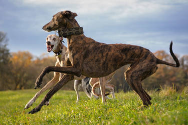 Dancing Galgos II... by Alyat