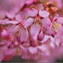 Cherry blossoms II