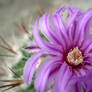 Cactus blossom