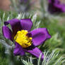 Pasque flower