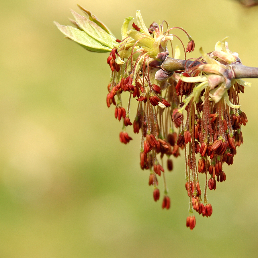 Maple flowers