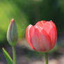 Red tulips