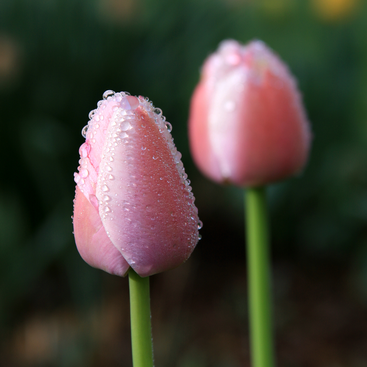 After the Rain - Tulip