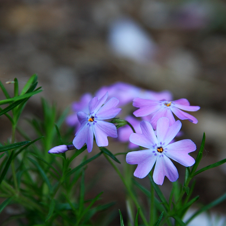 Creeping Phlox